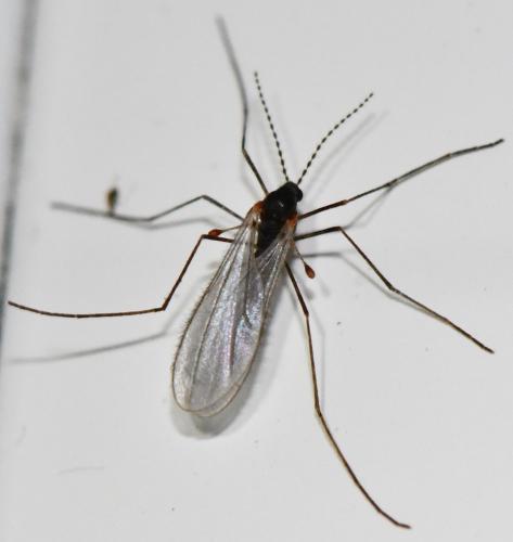 Réf. 277 433 : Cecidomyiinae inconnu